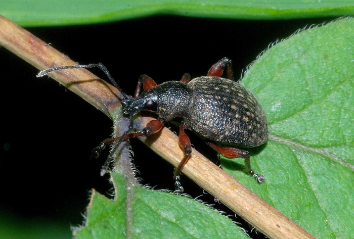 Curculionidae da conf.